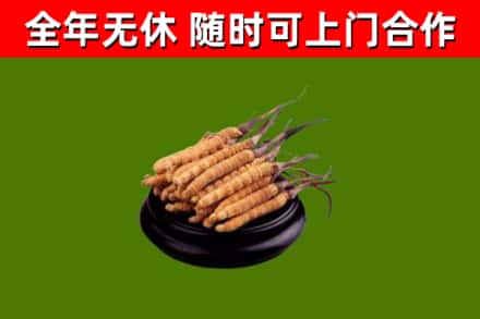 芒康回收冬虫夏草
