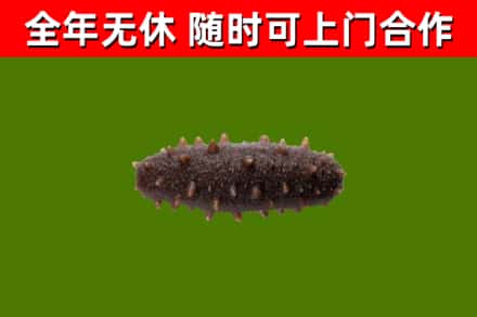 芒康回收海参干